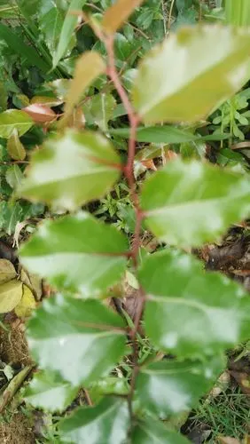 柞木,我们这叫凿子树,与这是不一样,这树叶边齿与柞木的明显不同.