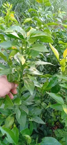 [红美人柑桔苗批发]红美人柑桔苗 红美人价格6元/株 - 惠农网