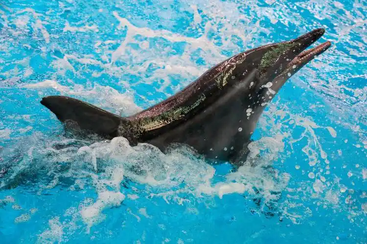 周末到云南澄江海豚湾与活泼聪明的32头海豚嬉戏吧