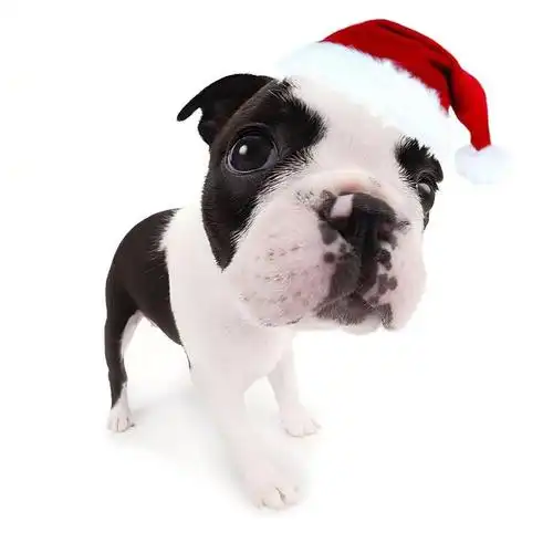 圣诞小萌物头像 拉上好朋友一起用叭|萌物|圣诞|头像_新浪新闻