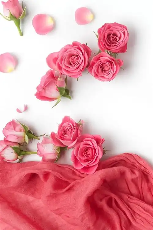 粉红色的玫瑰,花瓣,丝绸,白色背景 iphone 壁纸