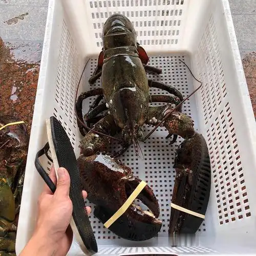 400500g波士顿龙虾批发波士顿龙虾鲜活大龙虾波士顿龙虾进货公司