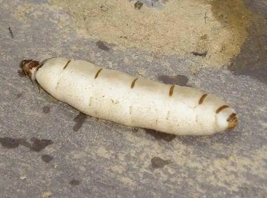 这一窝巨大蚂蚁已经生产有40多年了,里面有蚁王,蚁后等