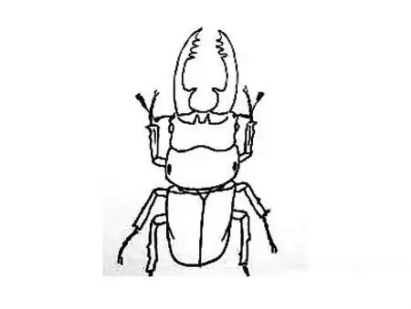 圣甲虫简笔画怎么画?圣甲虫的简单画法图片