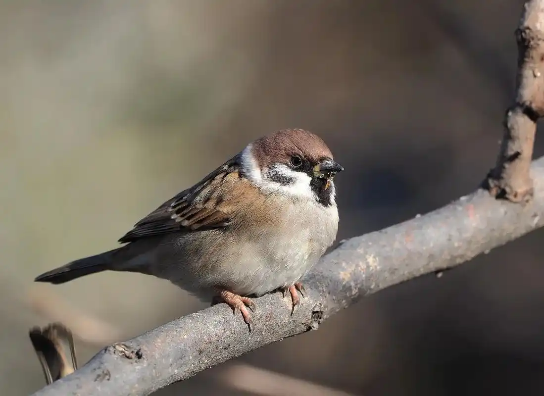 我的抖音生活日记 #摄影  快乐的麻雀. - 抖音