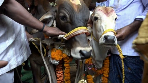 印度一头公牛和一头母牛结婚,牛的主人总共花费一万八千元