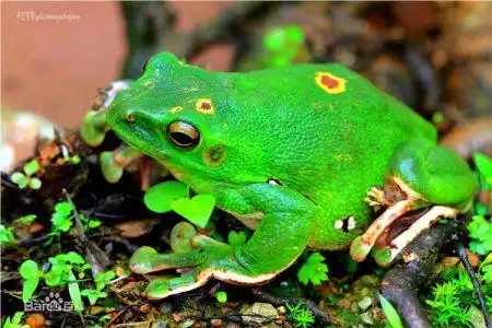 这是什么青蛙