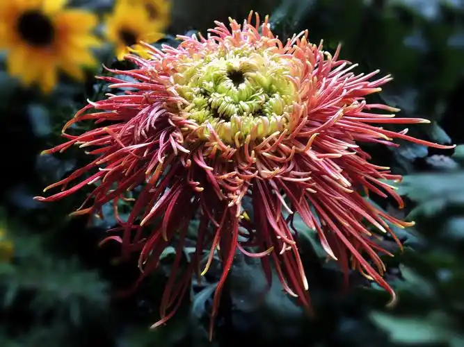 杭州植物园举办名贵菊花花卉展记!