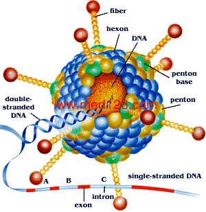 衣壳(capsid )在核酸的外面紧密包绕着一层蛋白质外衣,即病毒的"衣壳"