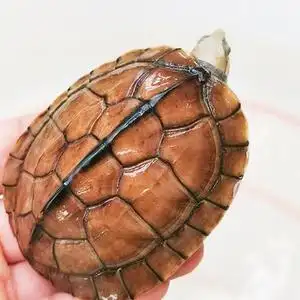 招财宠物龟乌龟蛋活体活物南石纯种越南石龟幼龟大龟小龟石金钱龟