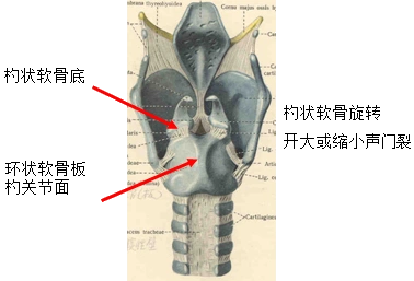 3.环杓关节2.环甲关节位于甲状软骨上缘与舌骨之间的结缔组织膜1.