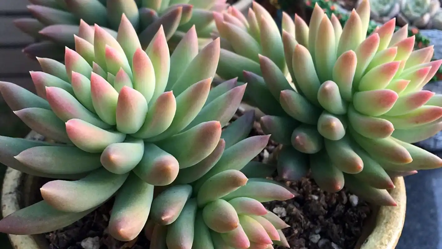 多肉植物 千佛手 大叔教你每天认识一款多肉