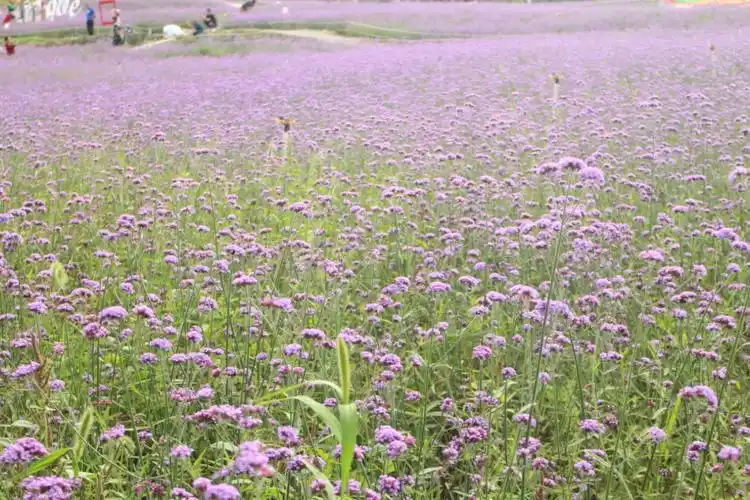 永乐花海龙里油画草原