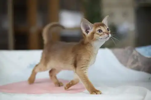 万元户红阿比非诚勿扰哦