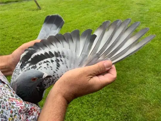 欧洲波品纳国际赛荷兰赛鸽千公里当日归