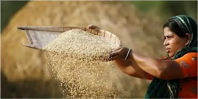 水稻|为什么稻米脱壳煮熟就行,而小麦却要磨成细粉再加工才可以成呢