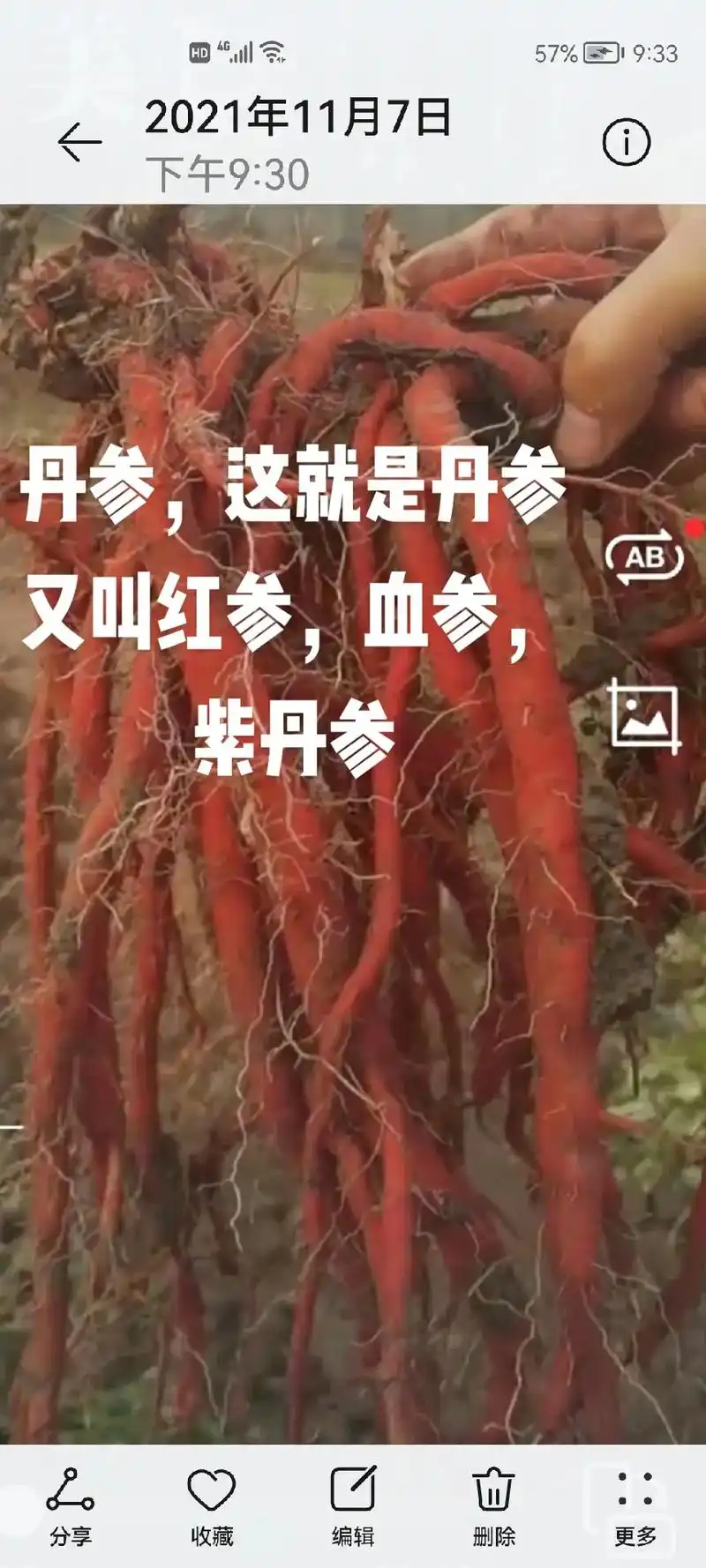 天暖春来早,适时种植产量高,朋友们!快做准备马上丹参就可以栽 - 抖音
