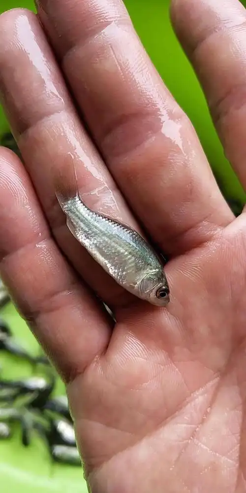 鲤鱼苗