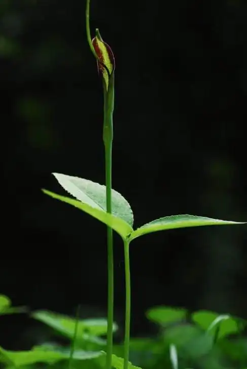 生如夏花——半夏