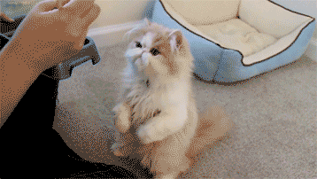 猫咪可爱喂食筷子gif动图_动态图_表情包下载_soogif