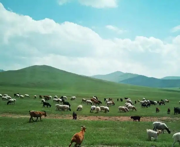牛羊马成群