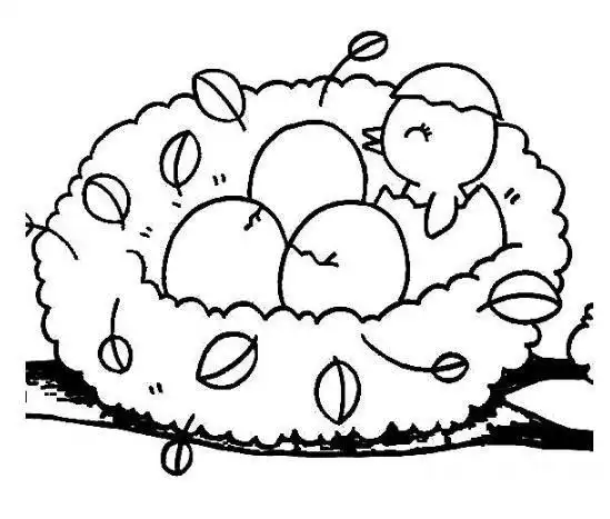 鸟窝里的小鸟简笔画