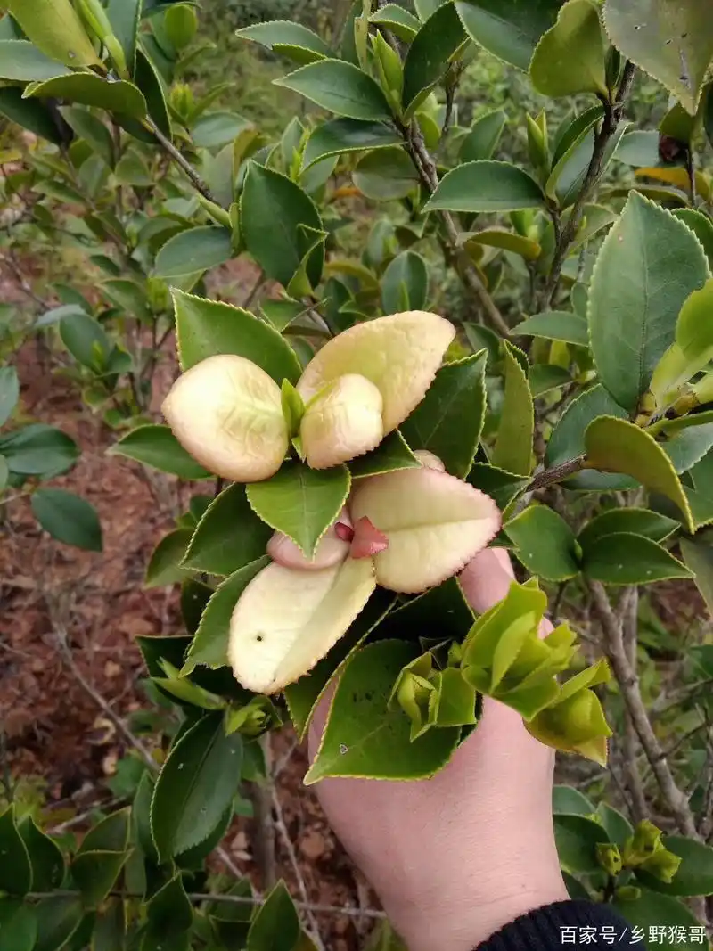 这个是茶树上结出来的果子