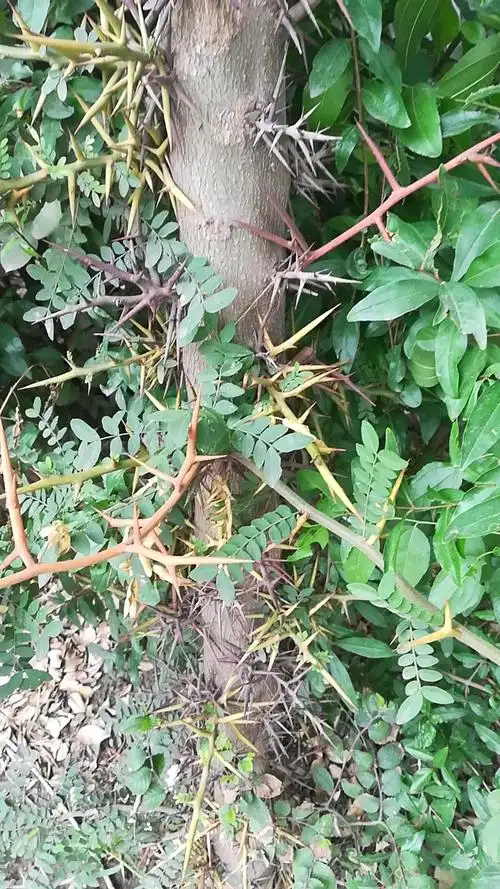 什么树,全身都是刺?