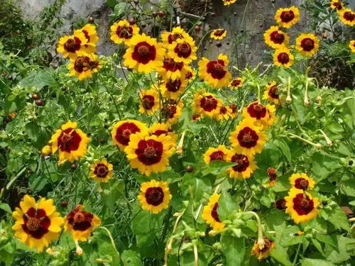中国植物志>> 第75卷 >> 菊科 compositae >> 金鸡菊属 coreopsis 两