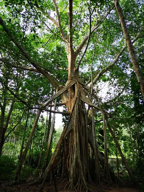 其它 版纳～版纳 ——2019年初西 写美篇        如果说云南是"动植物
