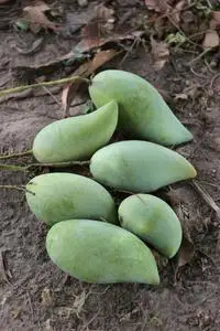 在地面上的水果图片