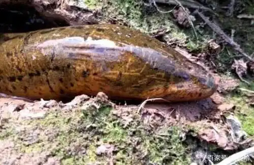 36斤重的黄鳝,体型能有1米5长,比人的小腿还要粗!