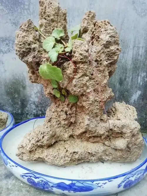 景观盆栽 上水石