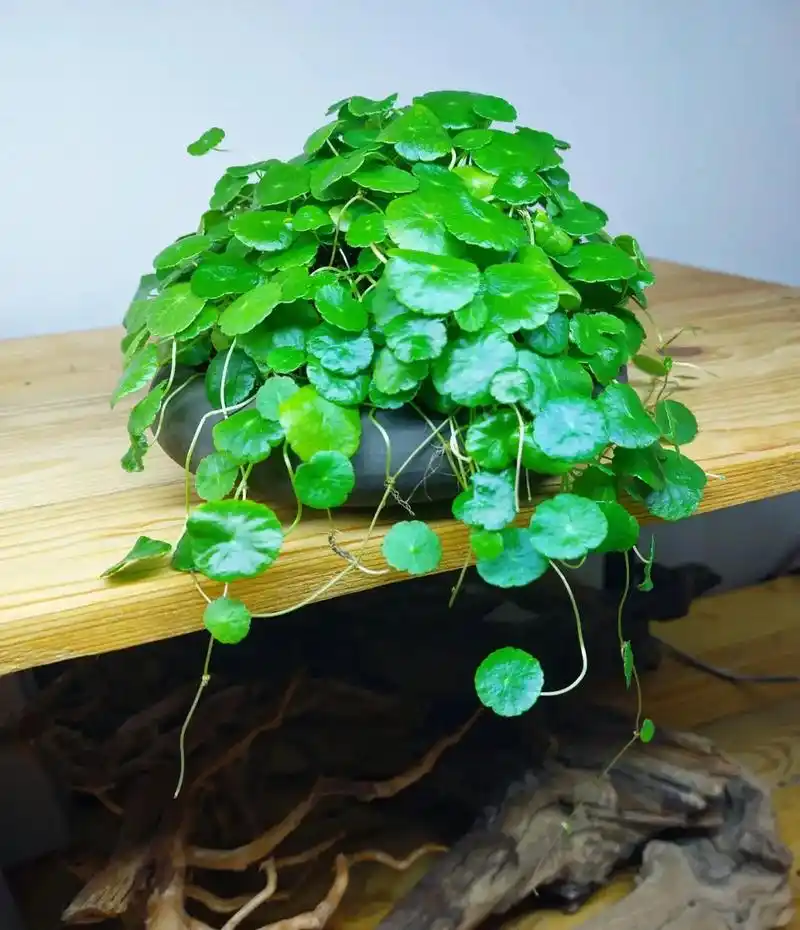 铜钱草简直不要太好养,土培的 - 抖音