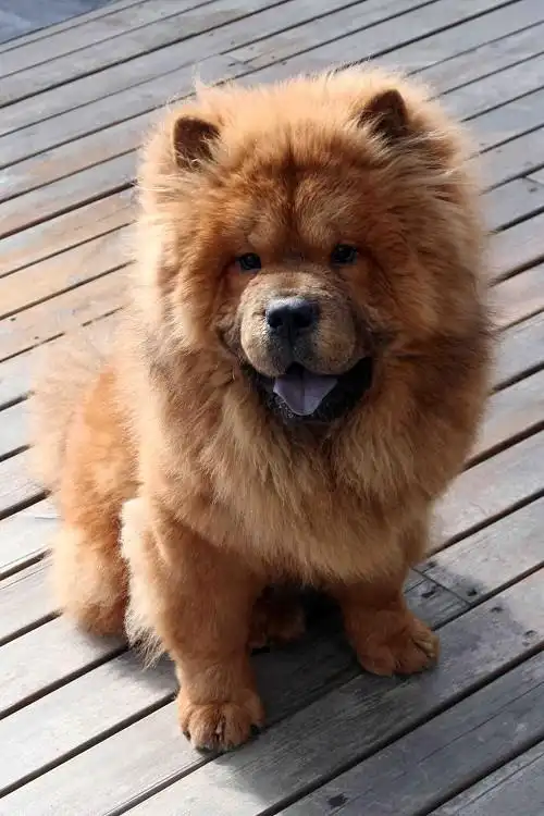 浙江哪里有狮子狗卖的?