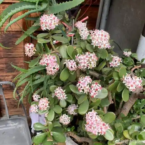 2.景天科青锁龙属