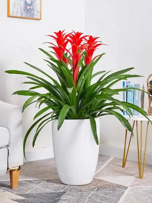 90鸿运当头是一种凤梨科的花卉,因为花芯鲜红,所以叫鸿运当头.