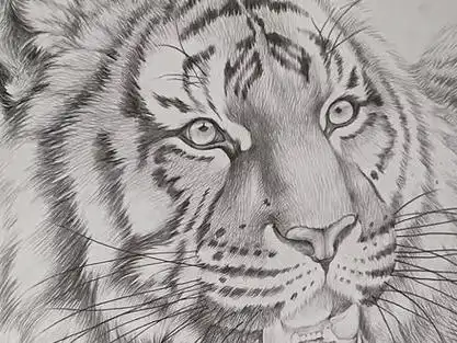 一起学画画 #抖音热门_ #素描 #老虎 #手绘 #工笔画