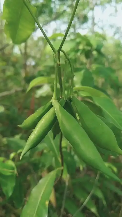 认识中草药#羊角拗