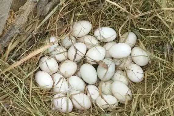 母鸭下蛋是否需要公鸭