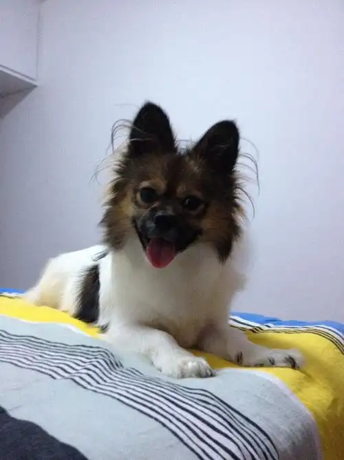 帮我看看这只蝴蝶犬纯不纯