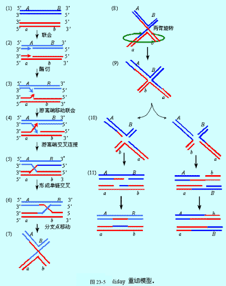 dna的同源重组中发生两个dna分子之间那么