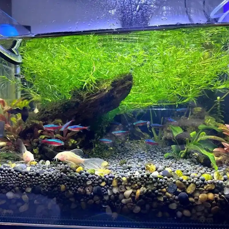 竹节草与各种小型鱼.#水草缸 #水族 #养鱼养心 竹节草更适 - 抖音