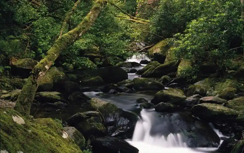 溪流特写 第三辑(7/20)
