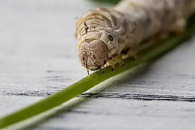 蚕图片_蚕高清图片_全景视觉