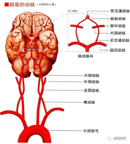 3d解剖丨头颈部,颅脑_大脑_动脉_名称