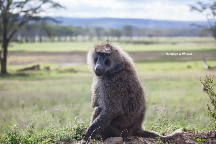 zaza版:动物世界 part9 『东非狒狒olive baboon』也叫橄榄狒狒,因为