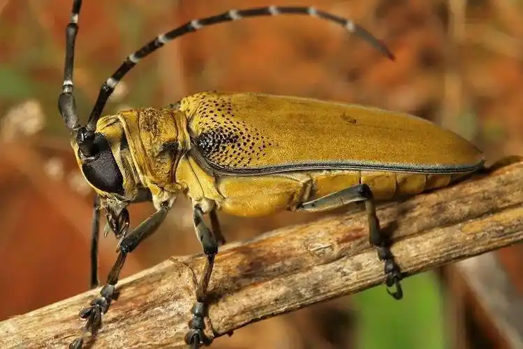 这些天牛,是不是你童年的回忆?