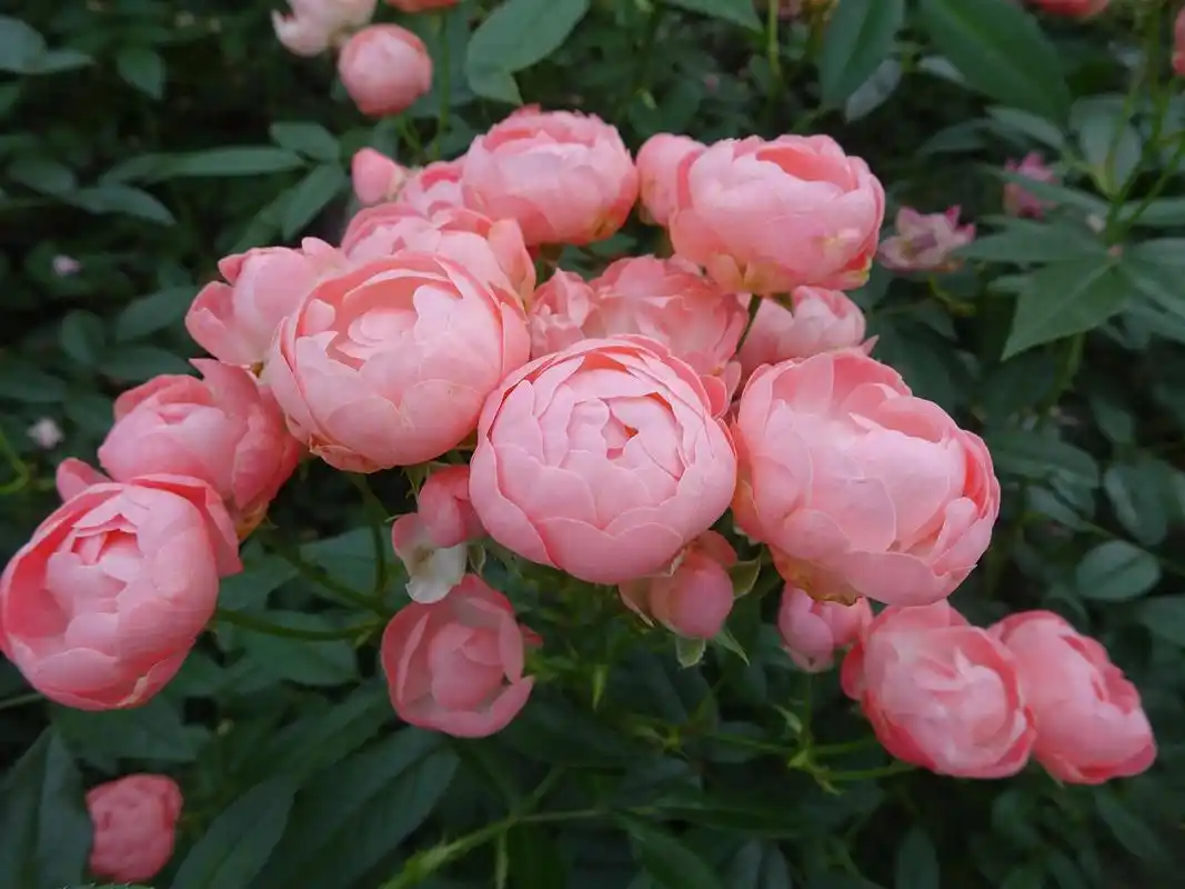 摩纳哥公爵月季好在哪里 摩纳哥公爵月季是一种适合家庭种植的美丽