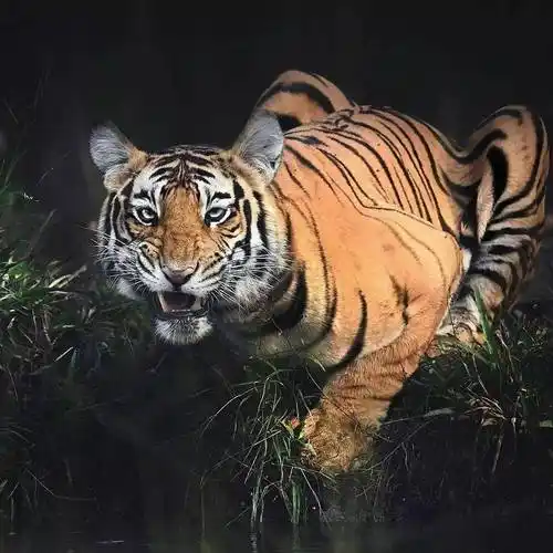 摄影欣赏美国国家地理摄影师的野生动物作品欣赏